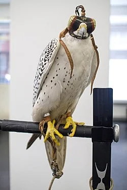 Anne Imhof Köln 2016 — Anne Imhof — Exhibitions — Galerie Buchholz — Image 107