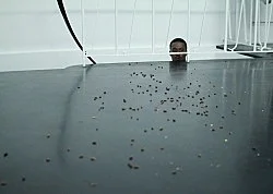 Anne Imhof Köln 2016 — Anne Imhof — Exhibitions — Galerie Buchholz — Image 118