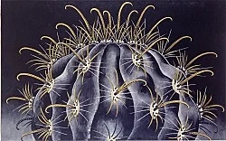 Works 1980 1998 — Martin Wong — Exhibitions — Galerie Buchholz — Image 80