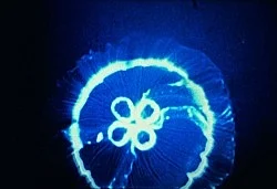 Under Water Sea Fantasy — Jack Goldstein — Exhibitions — Galerie Buchholz — Image 10