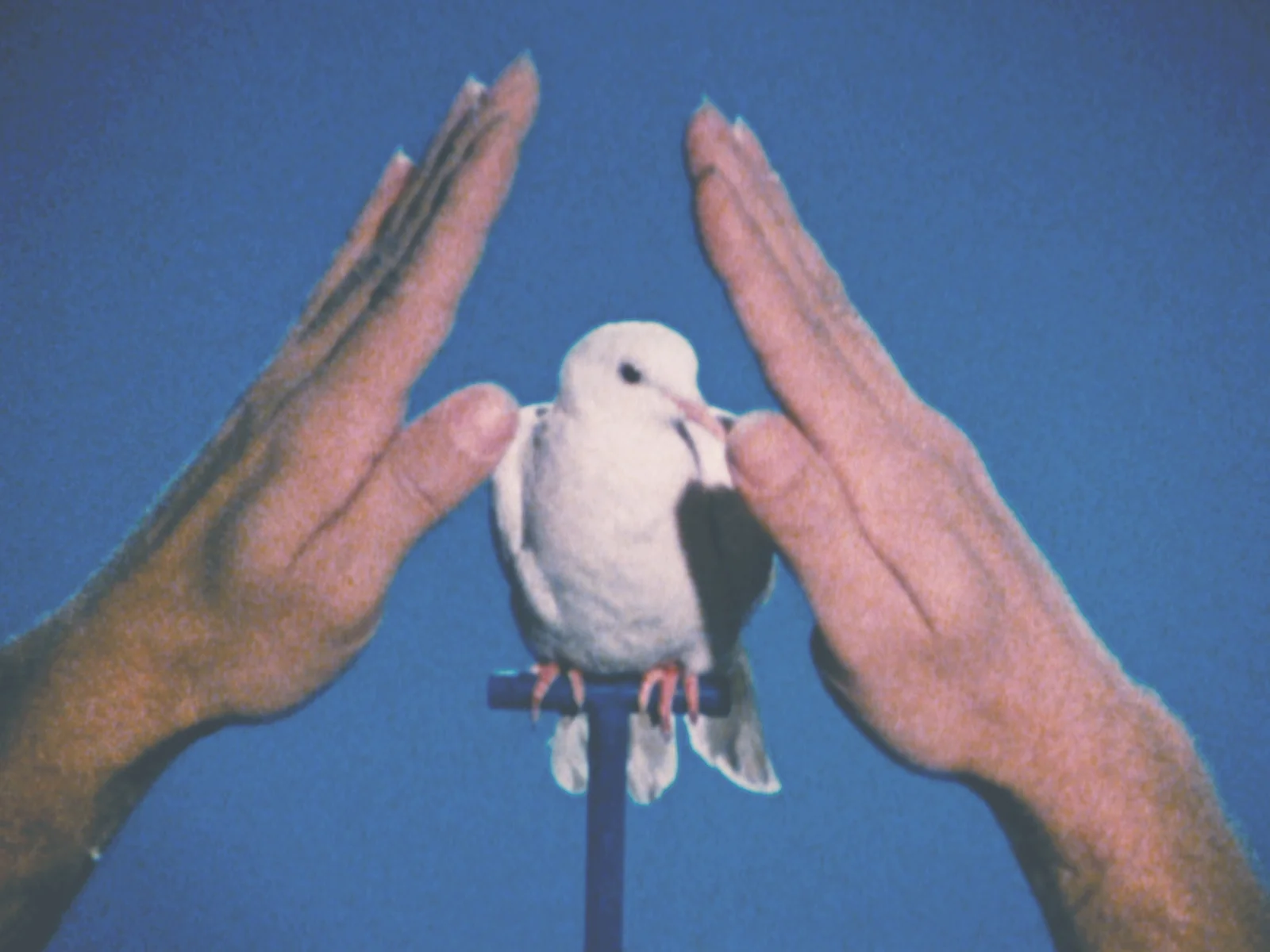 Films, Records and Paintings 1974-19828243 — Jack Goldstein — Exhibitions — Galerie Buchholz — Image 34