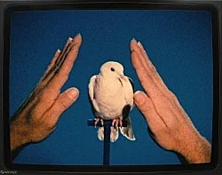 Pictures, Before and After An Exhibition for Douglas Crimp — Daniel Buren, Charles James, Antonio Lopez, Agnes Martin, Joseph Cornell, Robert Smithson, The Cockettes, Jack Smith,... — Exhibitions — Galerie Buchholz — Image 160