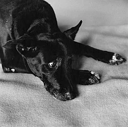 Danh Vo Peter Hujar, Köln 2015 — Danh Vo Peter Hujar — Exhibitions — Galerie Buchholz — Image 52