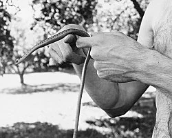 Danh Vo Peter Hujar, Köln 2015 — Danh Vo Peter Hujar — Exhibitions — Galerie Buchholz — Image 60