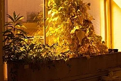 Studio — Wolfgang Tillmans — Exhibitions — Galerie Buchholz — Image 139