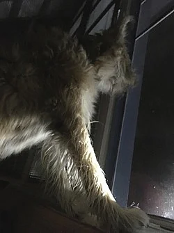 Go to the window — Mayo Thompson — Exhibitions — Galerie Buchholz — Image 49