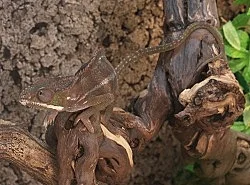 Imagine — Anne Imhof — Exhibitions — Galerie Buchholz — Image 63