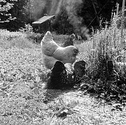 Moyra Davey Peter Hujar - Berlin 2020 — Moyra Davey Peter Hujar — Exhibitions — Galerie Buchholz — Image 92