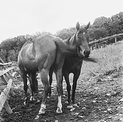 Moyra Davey Peter Hujar - Berlin 2020 — Moyra Davey Peter Hujar — Exhibitions — Galerie Buchholz — Image 100