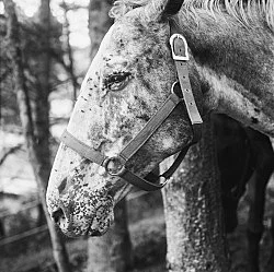 Moyra Davey Peter Hujar - Berlin 2020 — Moyra Davey Peter Hujar — Exhibitions — Galerie Buchholz — Image 112