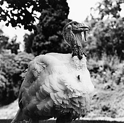 Moyra Davey Peter Hujar - Berlin 2020 — Moyra Davey Peter Hujar — Exhibitions — Galerie Buchholz — Image 114