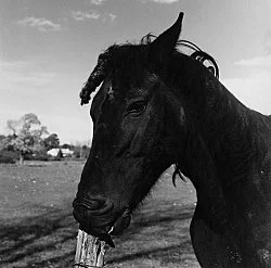 Moyra Davey Peter Hujar - Berlin 2020 — Moyra Davey Peter Hujar — Exhibitions — Galerie Buchholz — Image 84