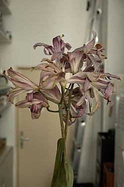 Wolfgang Tillmans Berlin 2020 — Wolfgang Tillmans — Exhibitions — Galerie Buchholz — Image 94