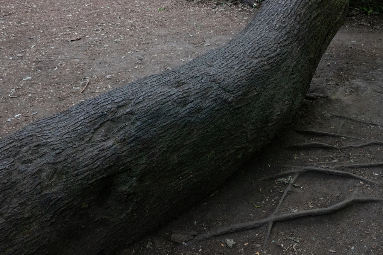 Wolfgang Tillmans Berlin 2020 — Wolfgang Tillmans — Exhibitions — Galerie Buchholz — Image 46