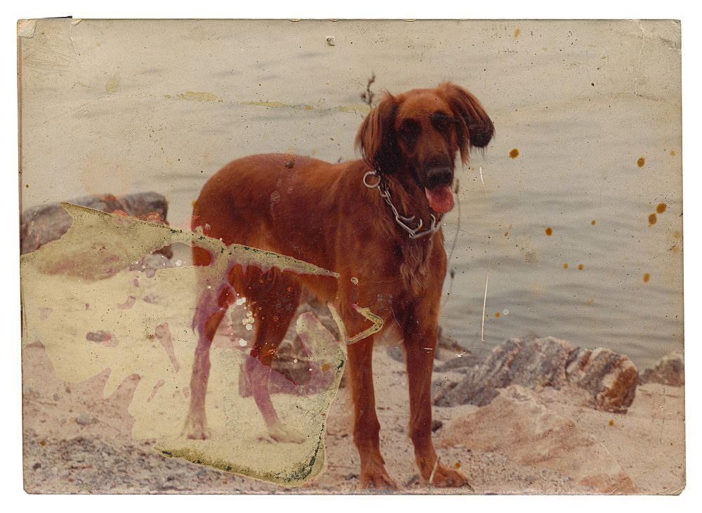 Alvin Baltrop – "Dog by water", n.d. c-print 12.5 x 17.6 cm
