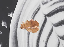 Autumn on Everything — Peter Fischli Gili Tal — Exhibitions — Galerie Buchholz — Image 54