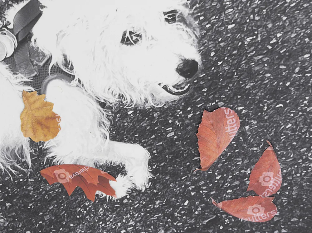 Autumn on Everything — Peter Fischli Gili Tal — Exhibitions — Galerie Buchholz — Image 00